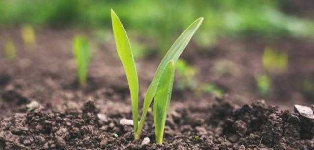 استقرار أسعار الأسمدة محلياً وارتفاعها عالمياً الثلاثاء 22 يونيو 2021