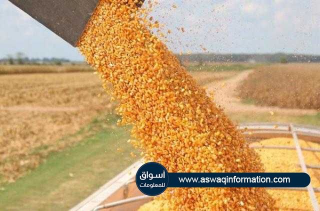 الذرة.. ارتفاع يميل للإستقرار في اغلاق بورصة شيكاغو للتجارة اليوم الثلاثاء