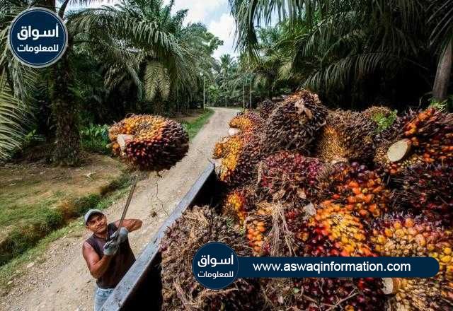 العقود الآجلة لزيت النخيل الماليزي تغلق علي تراجع طفيف في الجلسة المسائية