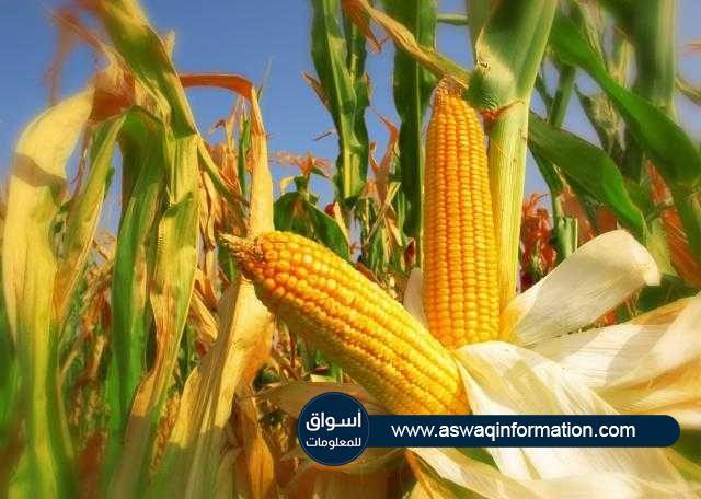 «أسواق للمعلومات» ارتفاع العقود الآجلة للمحاصيل القديمة ببداية تعاملات بورصة شيكاغو اليوم