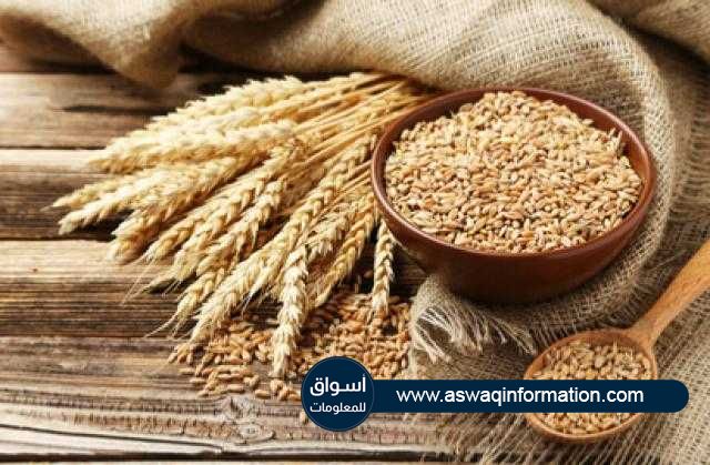 ارتفاع القمح بأكثر من 1% ببداية الجلسة في بورصة شيكاغو اليوم الأربعاء