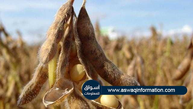 استمرار تراجع العقود الآجلة لفول الصويا في بورصة شيكاغو للتجارة