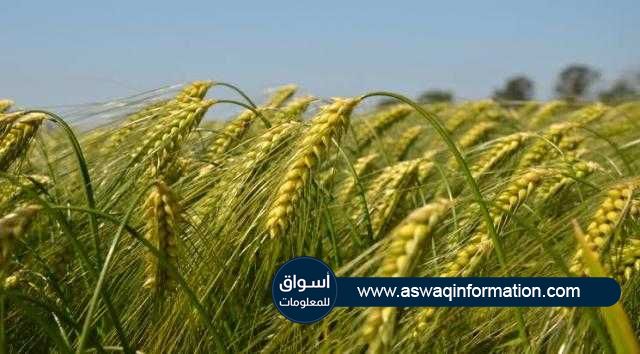 «الاتحاد الأوروبي» يتوقع ارتفاع إنتاج القمح إلي أكثر من 125 مليون طن خلال موسم 2021/22