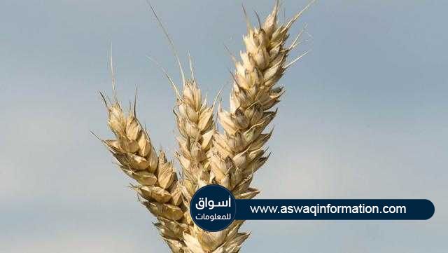 العقود الآجلة للقمح تتراجع في بداية تعاملات جلسة اليوم بدعم من الذرة وفول الصويا