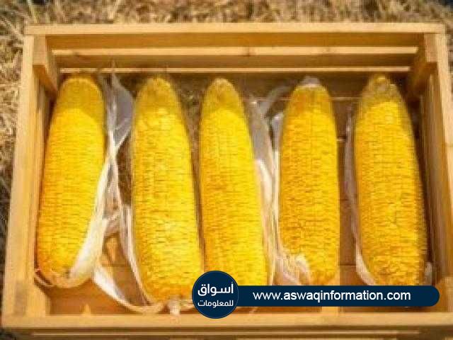 العقود الآجلة للذرة تتراجع للأسبوع الثاني علي التوالي في بورصة شيكاغو للتجارة