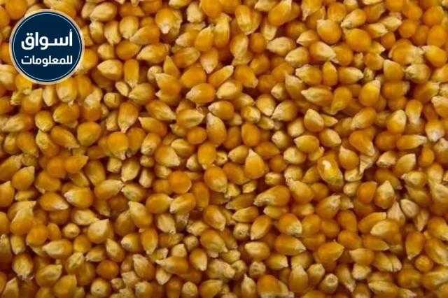 انخفاض أسعار الذرة بالسوق المحلي وارتفاعها عالميًا اليوم الإثنين 28 يونيو 2021