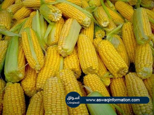 ارتفاع حاد في العقود الآجلة للذرة في بورصة شيكاغو اليوم الاثنين بأكثر من 6%