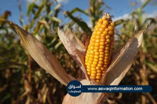 «أسواق للمعلومات» تراجع الذرة مع بداية تعاملات اليوم قبيل صدور تقرير وزارة الرزاعة الأمريكية