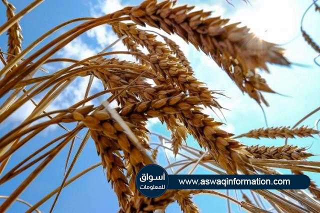 العقود الآجلة للقمح في بورصة شيكاغو تتراجع في بداية تعاملات اليوم الأربعاء