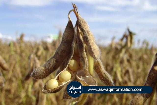 تراجع أسعار فول الصويا في بورصة شيكاغو ببداية التعاملات بدعم من توقعات ارتفاع المساحات المزروعة
