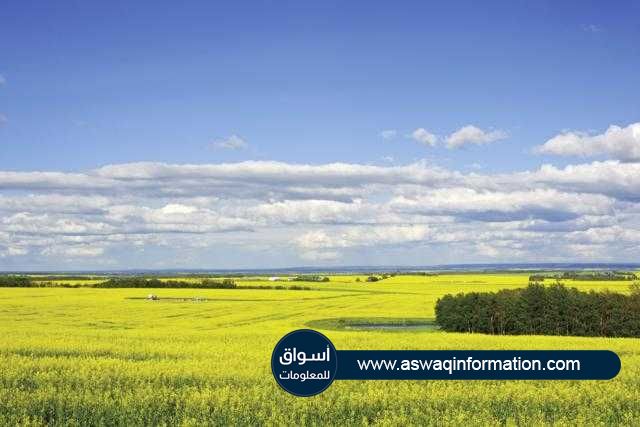 «الزراعة الأمريكية» توقعات بارتفاع إنتاج البذور النباتية في روسيا إلي أكثر من 22 مليون طن خلال موسم 2021/22