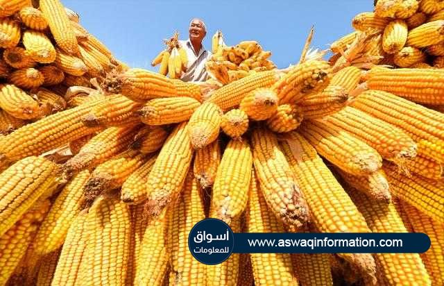 العقود الآجلة للذرة في بورصة شيكاغو تغلق علي ارتفاعات بأكثر من 7% بدعم من تراجع المخزونات