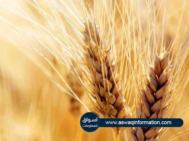 ارتفاع العقود الآجلة للقمح في بورصة شيكاغو باكثر من 5% بعد صدور بيانات وزارة الزراعة الأمريكية