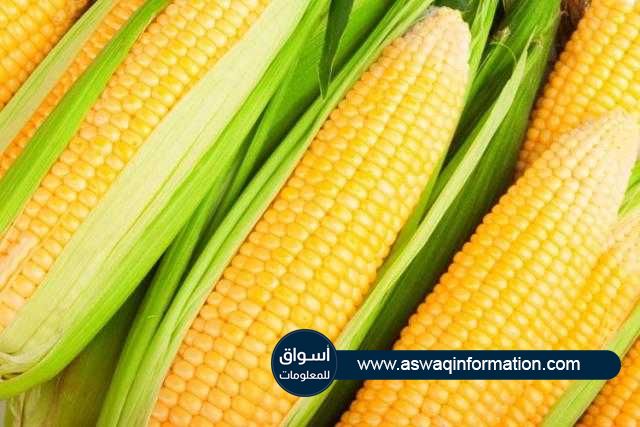 استمرار ارتفاع العقود الآجلة للذرة في بداية تعاملات اليوم الخميس ببورصة شيكاغو