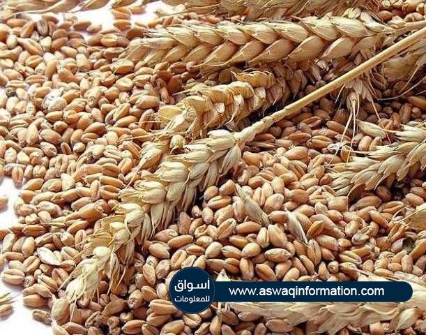 ارتفاع العقود الآجلة للقمح في بورصة شيكاغو للتجارة اليوم الخميس مع بداية التداولات