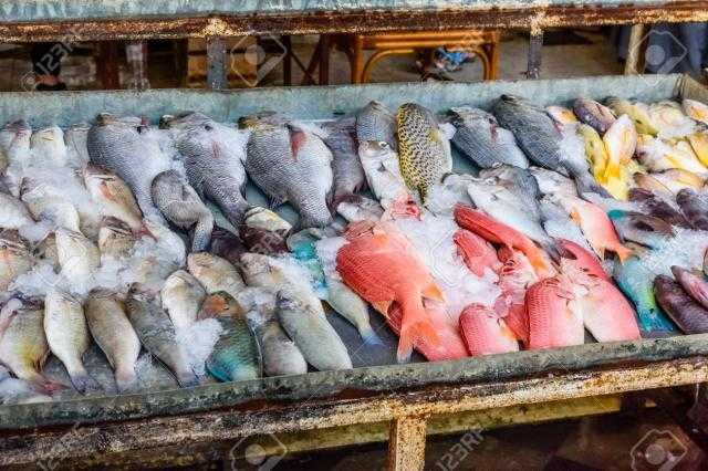 ارتفاع أسعار البوري بسوق العبور السبت 3 يوليو 2021