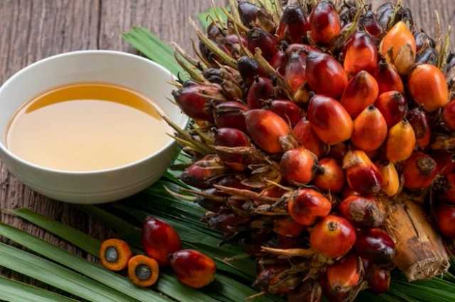 ارتفاع العقود الآجلة لزيت النخيل في بورصة ماليزيا علي مدار الأسبوع بدعم من الزيوت المنافسة