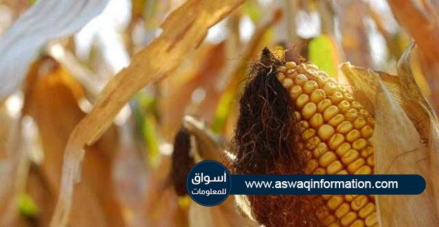 العقود الآجلة للذرة تحقق مكسب أسبوعي بأكثر من 10% في بورصة شيكاغو للتجارة