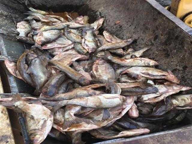 «مباحث التموين» تضبط 16 طن زيوت ودواجن وأسماك فاسدة قبل ترويجها بالأسواق