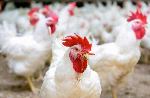 ارتفاع الدواجن وانخفاض البيض بالسوق المحلي الإثنين 5 يوليو 2021