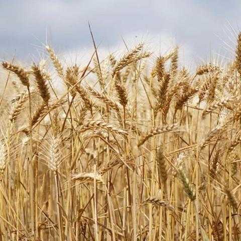 انخفاض حاد في العقود الآجلة للقمح في بورصة شيكاغو مع بداية تداولات اليوم