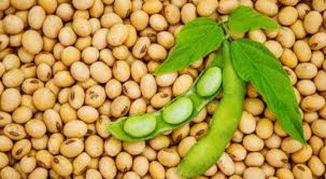 انخفاضات كبيرة في فول الصويا خلال الجلسة الإفتتاحية ببورصة شيكاغو للتجارة