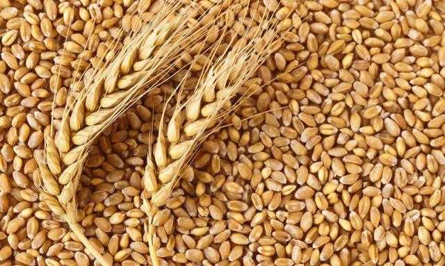 امريكا تصدر نحو 1.8 مليون طن متري من القمح خلال الاسبوع الماضي