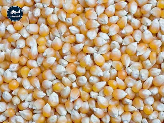 تعرف على.. أسعار الذرة بالسوق المحلي والعالمي ليوم الخميس 8 يوليو 2021
