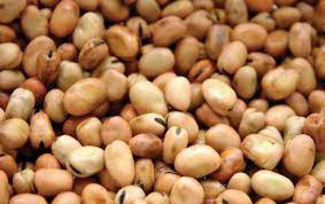 استقرار أسعار الفول بالسوق المحلي السبت 10 يوليو 2021