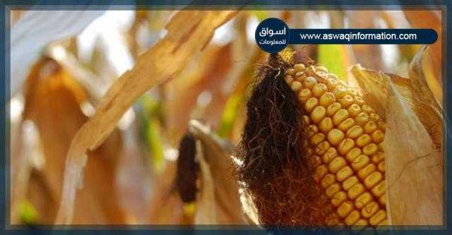 العقود الآجلة للذرة تغلق على انخفاض كبير مقارنة بالاسبوع الماضي في بورصة شيكاغو