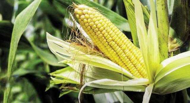 انخفاض أسعار الذرة محلياً وعالمياً الاثنين 12 يوليو 2021