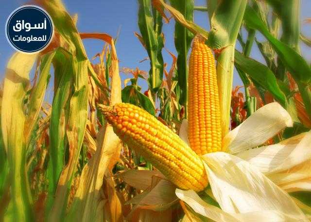 الذرة ترتفع في إغلاق تداولات جلسة اليوم الأربعاء 14 يوليو 2021 في بورصة شيكاغو