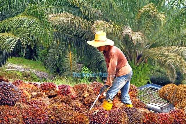 «USDA» تتوقعات انخفاض إنتاج زيت النخيل الماليزي إلى 18.20 مليون طن للعام التسويقى 2020-2021