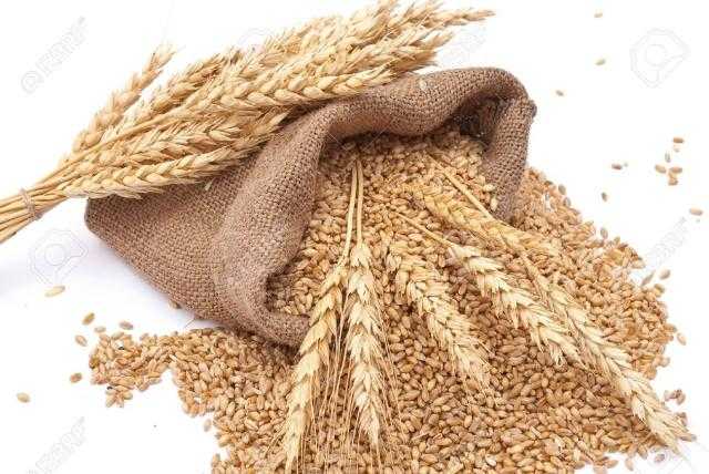 انخفاض العقود الآجلة للقمح في بورصة شيكاغو للتجارة خلال الجلسة الإفتتاحية اليوم الأربعاء