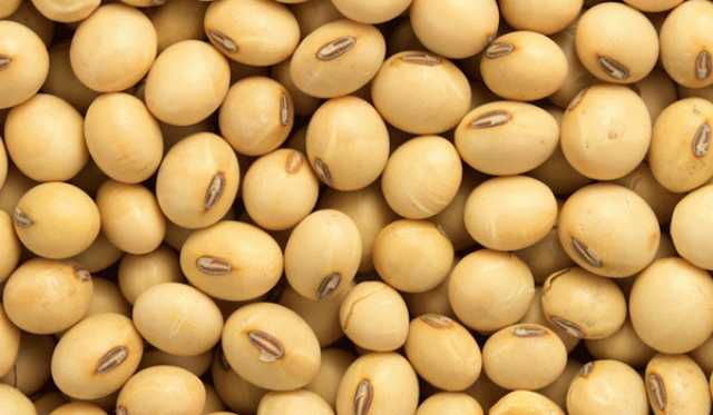 ارتفاع العقود الآجلة لفول الصويا في بداية تعاملات بورصة شيكاغو اليوم