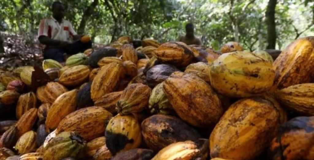 تراجع حاد في أسعار الكاكاو والقهوة عالمياً وسط مخاوف ضعف الطلب وتوترات سياسية