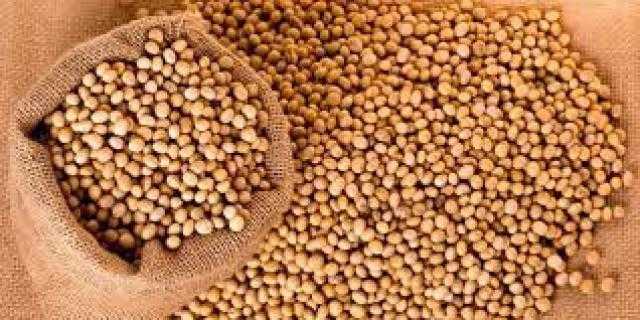 تباين العقود الآجلة لفول الصويا في بداية تعاملات بورصة شيكاغو اليوم