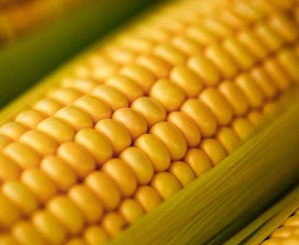 ارتفاع العقود الآجلة للذرة في بورصة شيكاغو اليوم