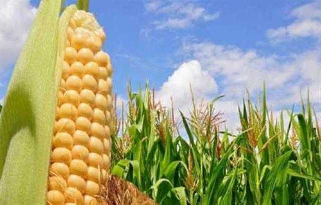 ارتفاع العقود الآجلة للذرة في بداية تعاملات بورصة شيكاغو اليوم الأربعاء