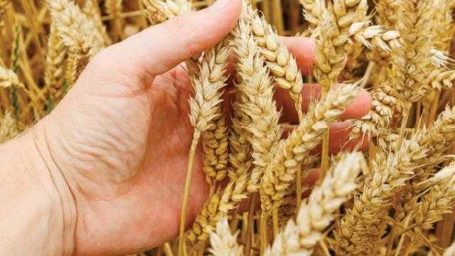 انخفاض العقود الآجلة للقمح  في بورصة شيكاغو للتجارة اليوم الخميس