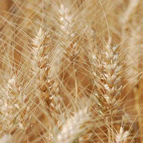انخفاض العقود الآجلة للقمح في بورصة شيكاغو اليوم الأثنين 26 يوليو