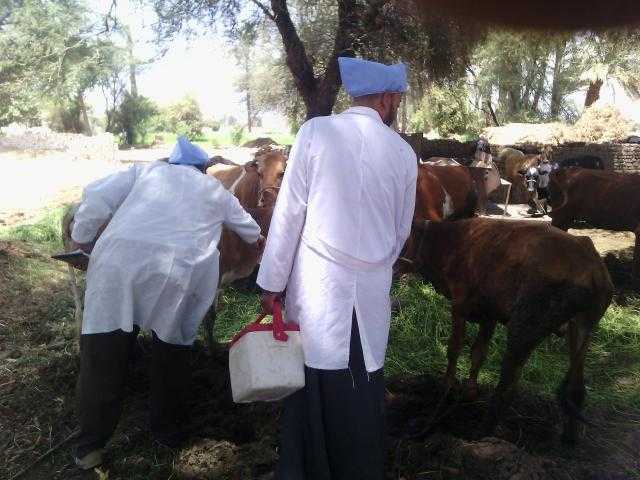  تحصين أكثر من 3مليون رأس ماشية وأغنام ضد مرض الحمي القلاعية وحمى الوادي المتصدع 