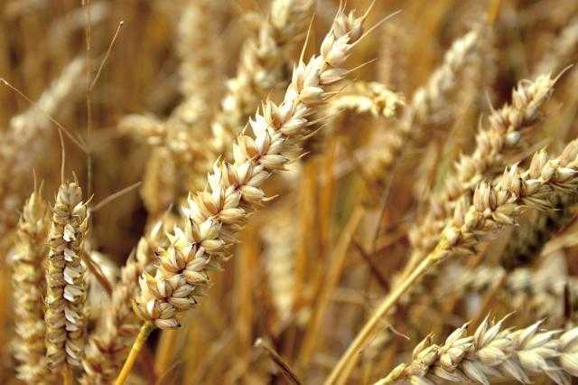 الهيئة العامة للسلع التموينية تعلن عن مناقصة عالمية لتوريد القمح