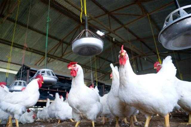 مناقصة عامة لتوريد قطيع دجاج بياض عمر 100 يوم بمحافظة الغربية