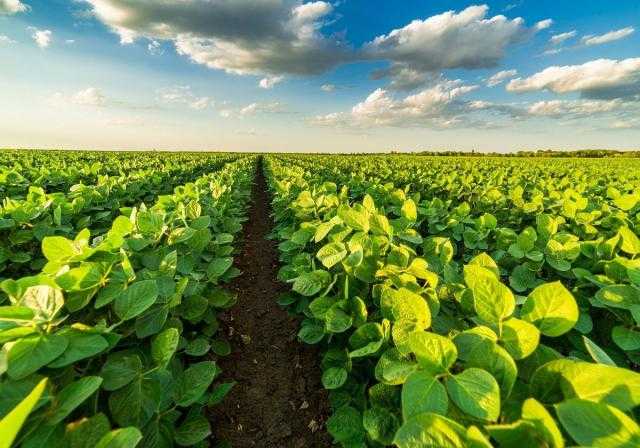 «USDA» انتعشت عمليات فحص صادرات فول الصويا الأمريكية بنسبة 68٪ على مدار الأسبوع