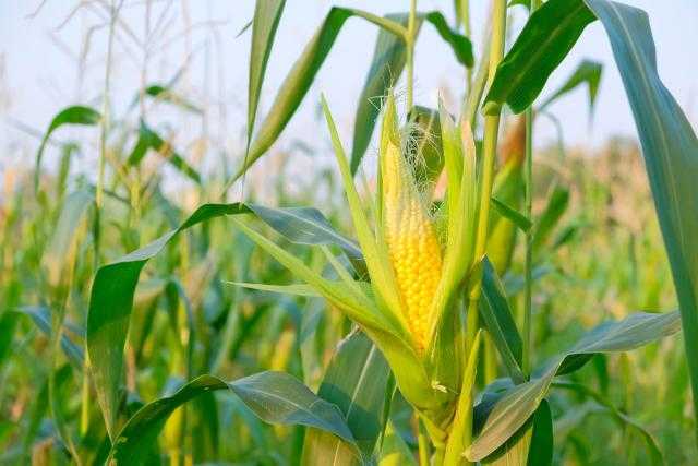 ”AgRural“ لم تغير تقدير إنتاج محصول الذرة الثاني في البرازيل عن 54.6 مليون طن متري