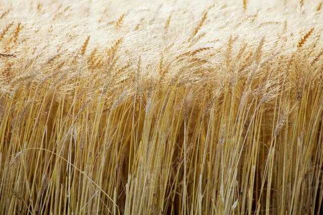 ارتفاع العقود الآجلة للقمح في بورصة شيكاغو اليوم الخميس 29 يوليو