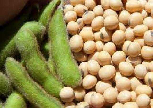 انخفاض العقود الآجلة لفول الصويا في بداية تعاملات بورصة شيكاغو اليوم