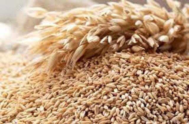 ارتفاع العقود الآجلة للقمح في بورصة شيكاغو اليوم الأثنين 2 أغسطس