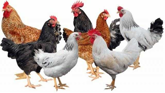 استقرار أسعار الدواجن و البيض بالسوق المحلي بعد ارتفاعهما أمس